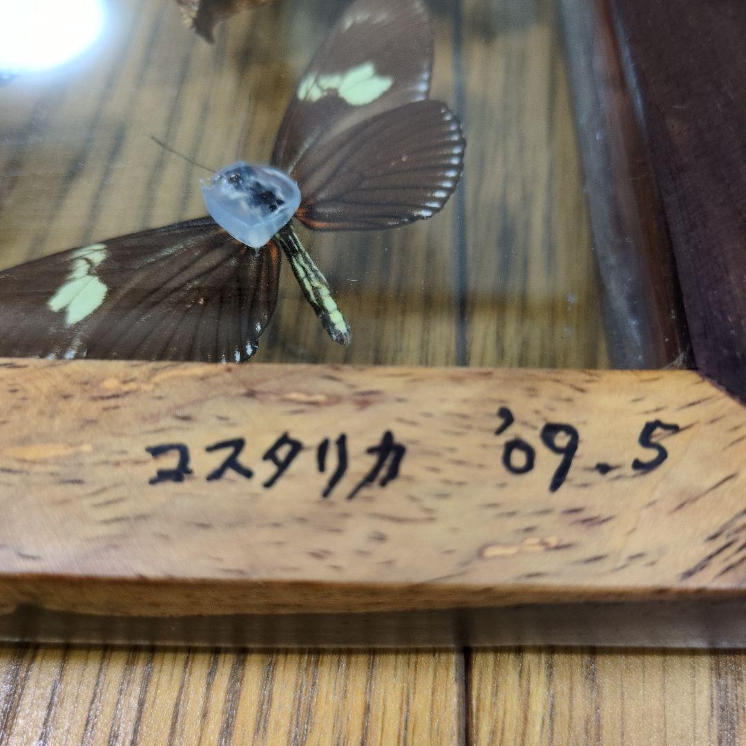 蝶の標本 木製フレーム入り