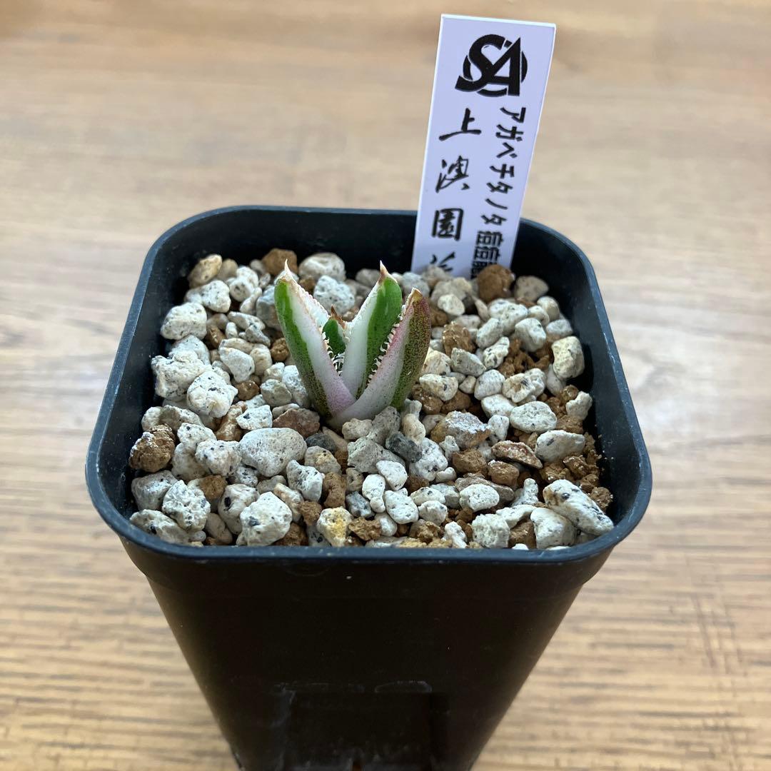 【初売り】34 安定株　速達　アガベ　チタノタ　豆豆龍錦　覆輪斑　TC