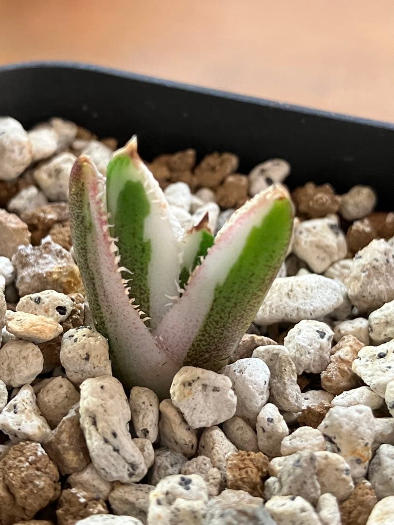 【初売り】34 安定株　速達　アガベ　チタノタ　豆豆龍錦　覆輪斑　TC