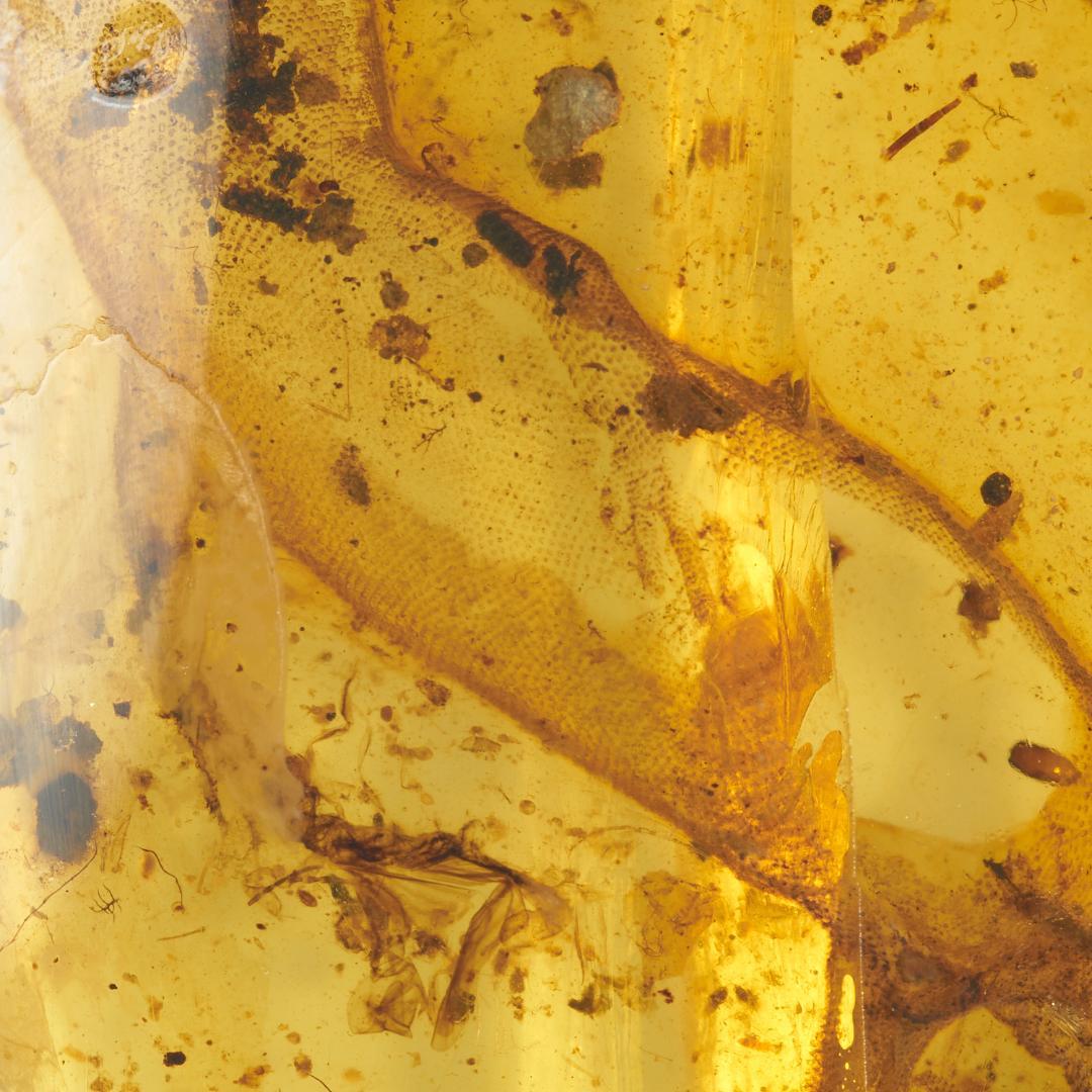 レア極上品 PA0084虫入り琥珀化石　ミャンマーカムティかタナイ9900万年前