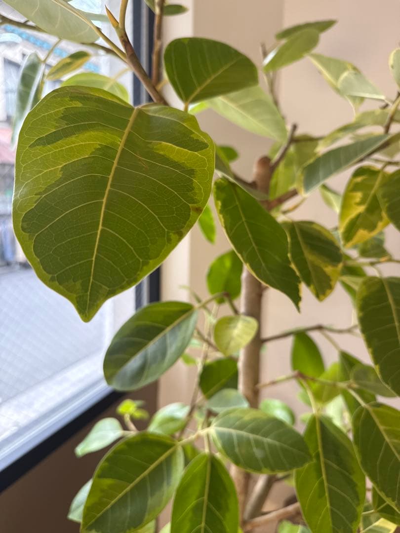 i230 4番アイアン