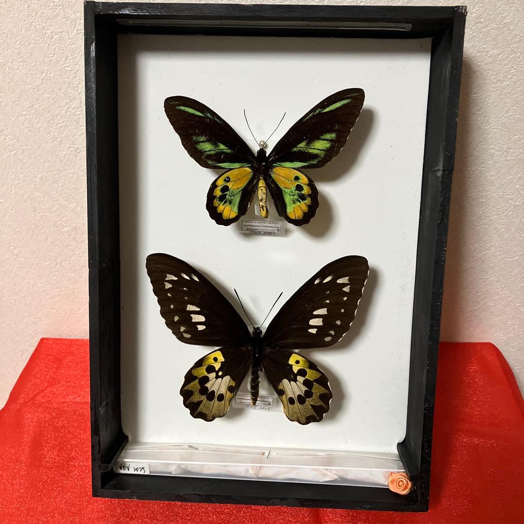 ロスチャイルドトリバネアゲハ♂♀