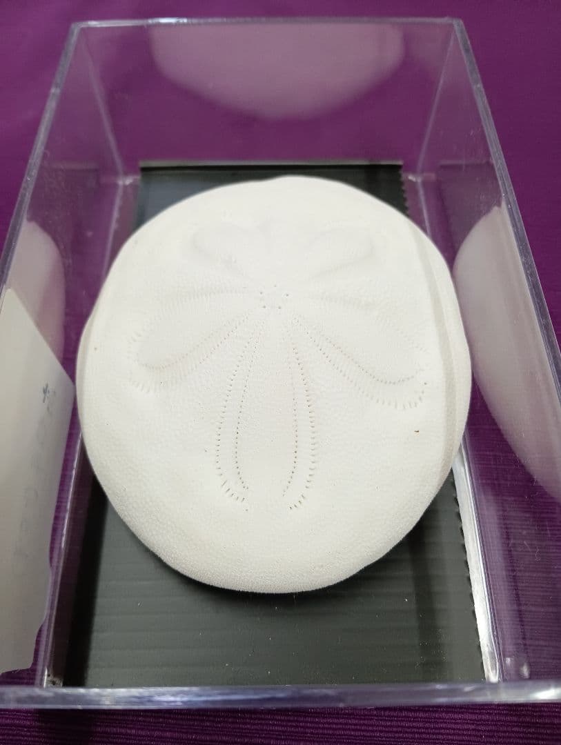 四国太平洋高知県産稀少平家蟹（蜘蛛蟹）サムライ蟹＆タコノマクラリアル標本セット