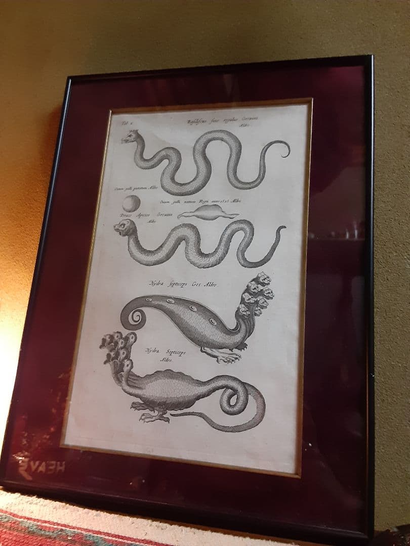 ヨンストンヒュドラ銅板画