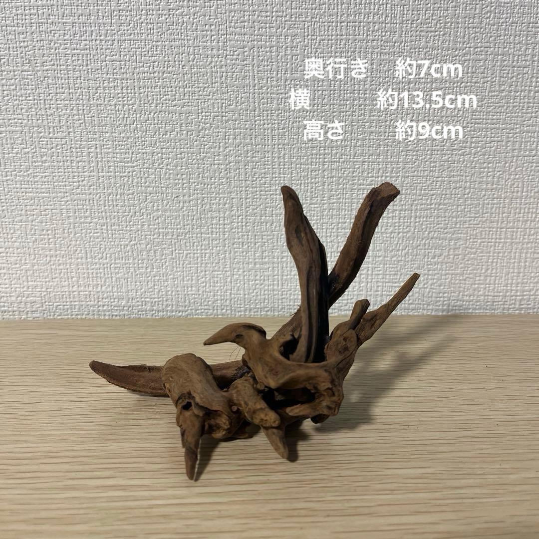 一点もの マングローブ９点まとめ売り✨レイアウト アクアリウム イモリウム 流木