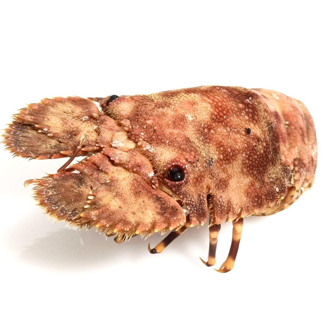 極美品【1点物】セミエビ 乾燥標本 色彩保存標本 関節可動