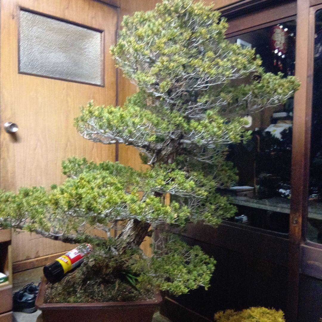 瑞祥か九重松（幹根元直径約15センチ）盆栽持ち込み古い