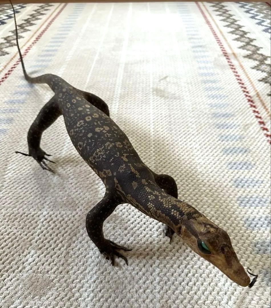サルバトールモニターミズオオトカゲ剥製