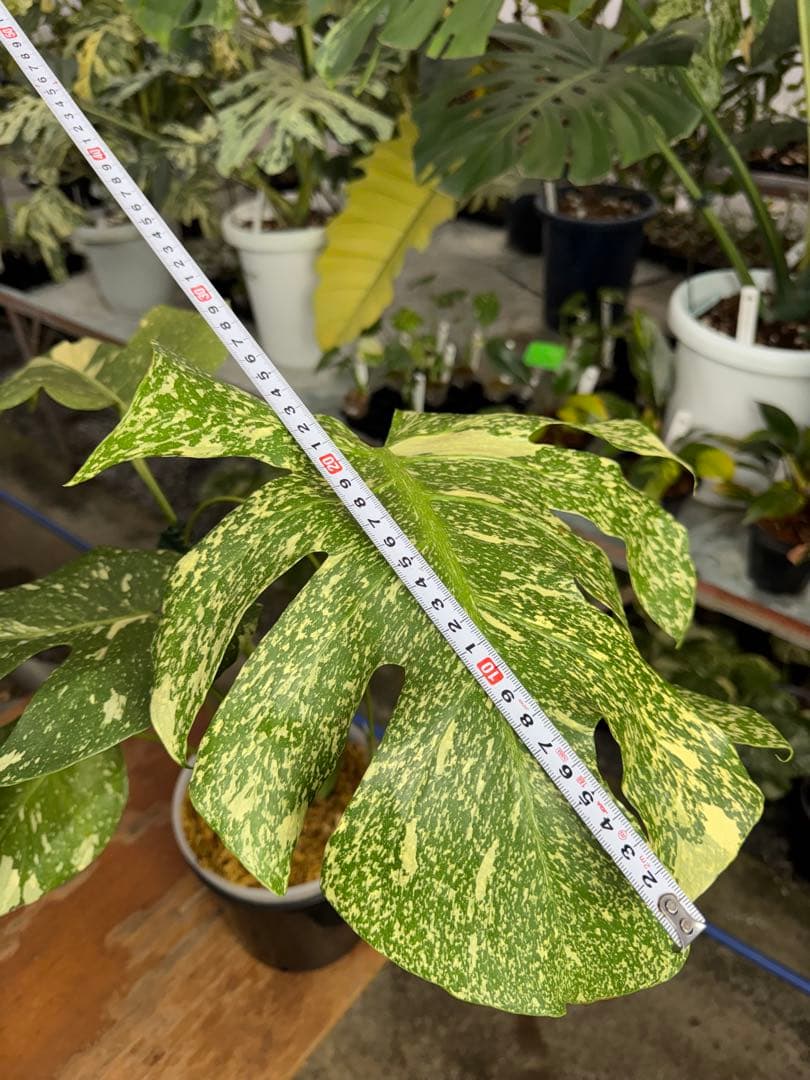 c*i様 5モンステラ　タイコンステレーション　スターライト