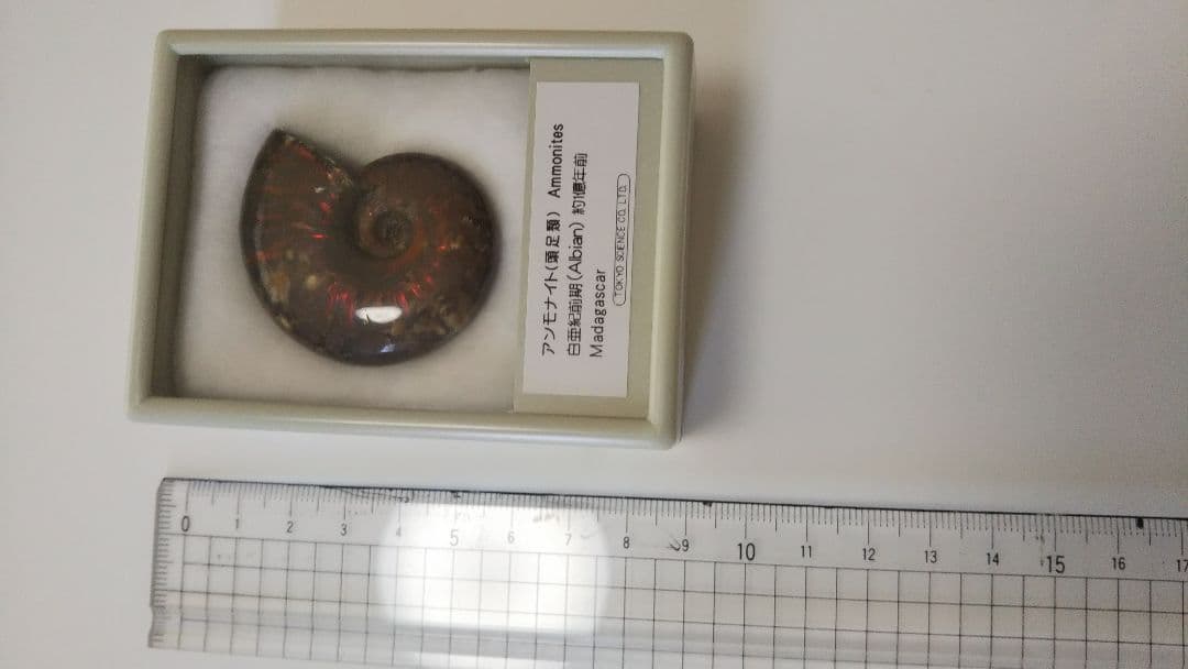 早い者勝ち 未開封 標本 希少な虹入りアンモナイト化石 白亜紀前期