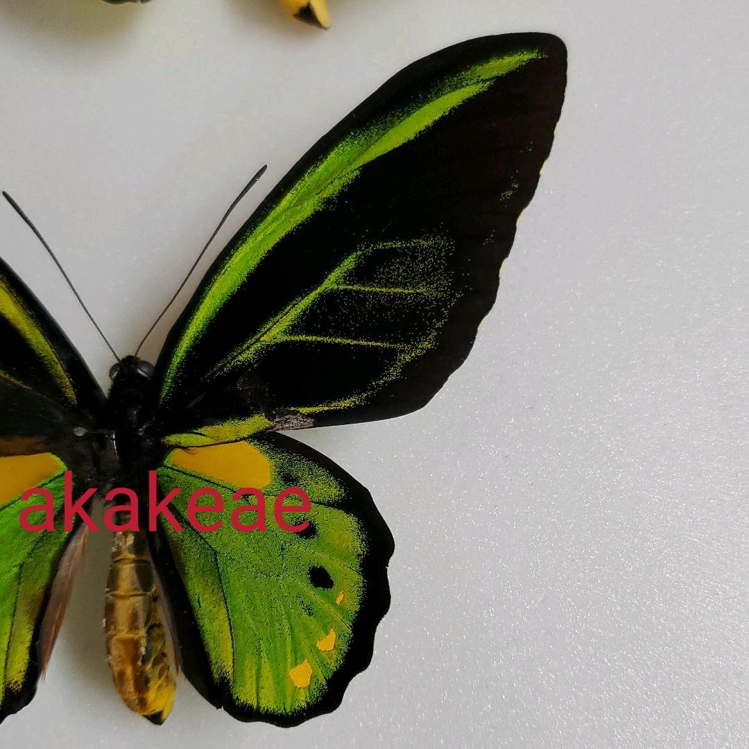 特別価格　コレクションシリーズ極珍品akakeae