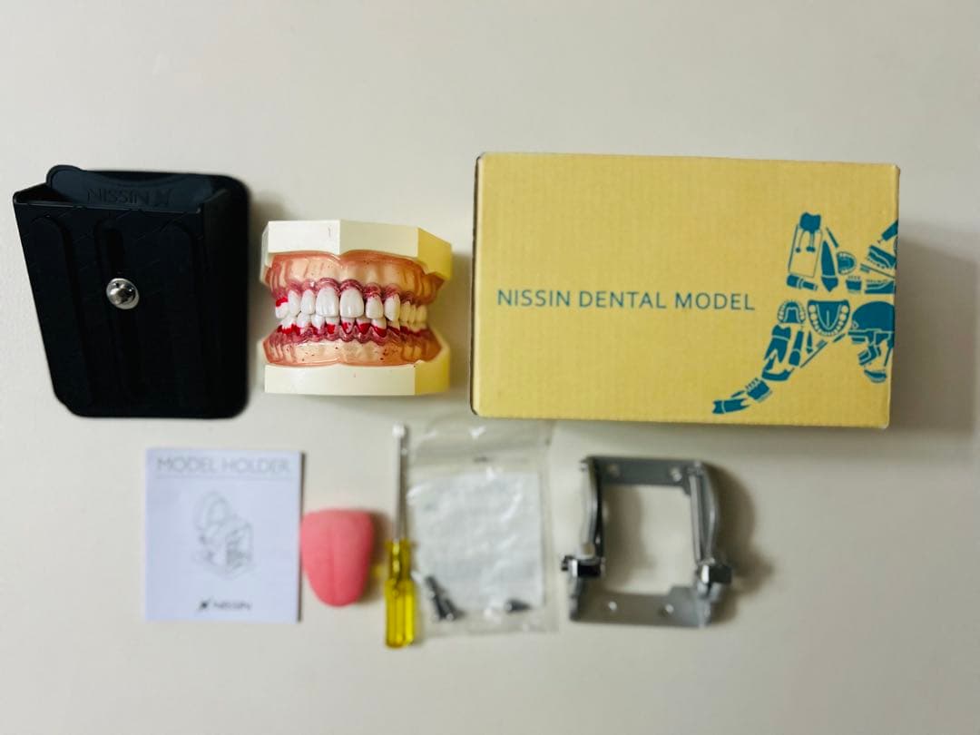 ◉さつき◉【NISSIN】歯型模型&顎模型セット