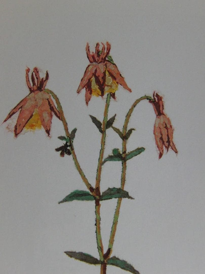 山下清、【つりがね草】、希少な額装用画集より、美品、日本人画家