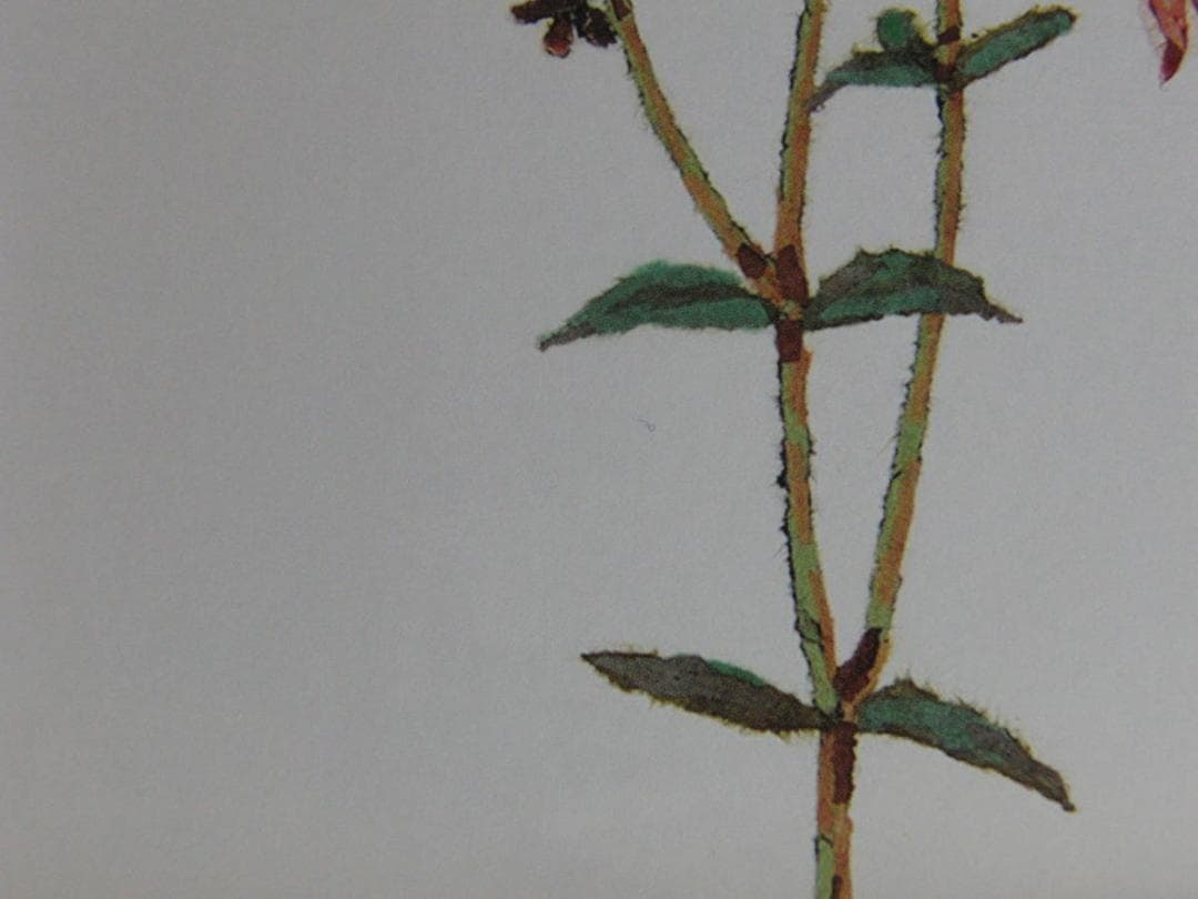 山下清、【つりがね草】、希少な額装用画集より、美品、日本人画家