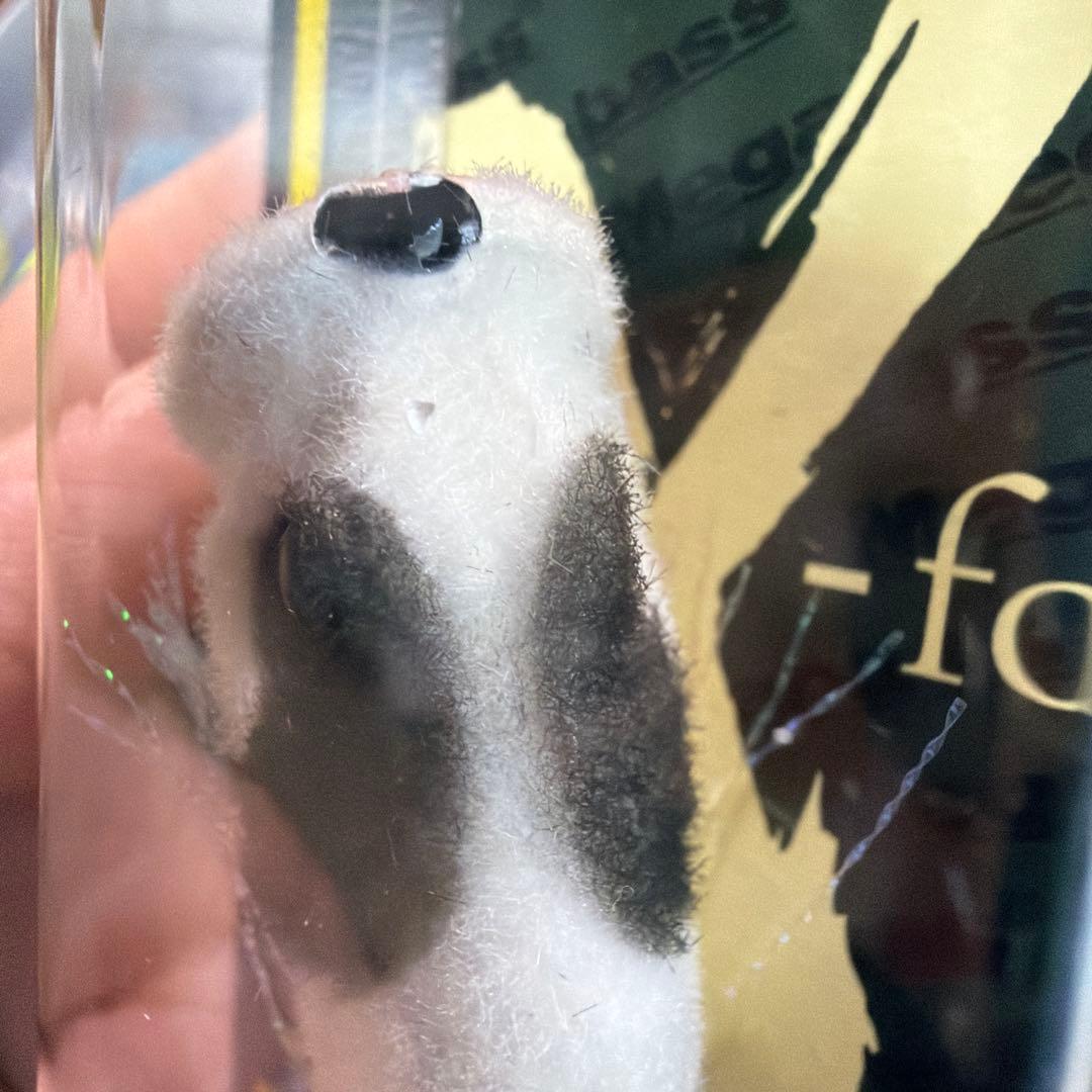 限定　メガバスプレミアムMegabass P