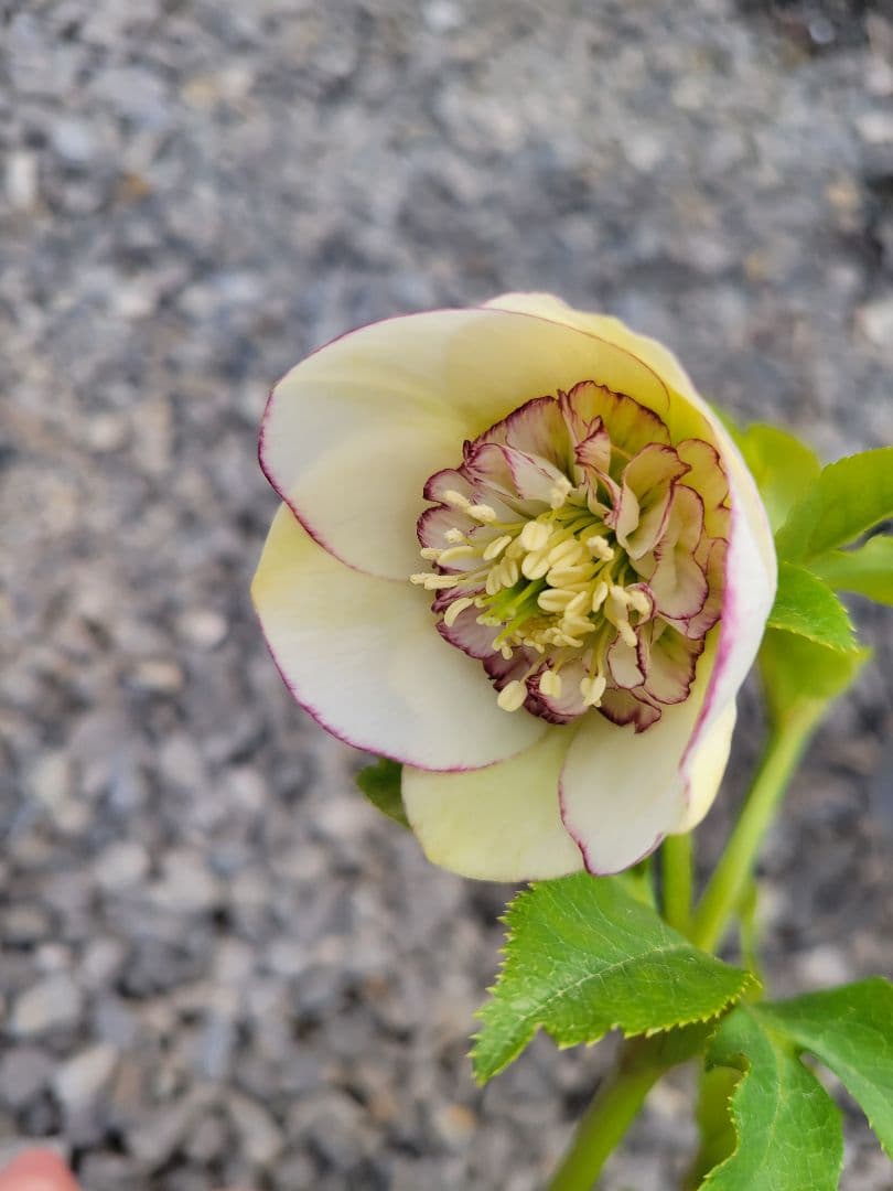 クリスマスローズ　セミダブル　加藤農園