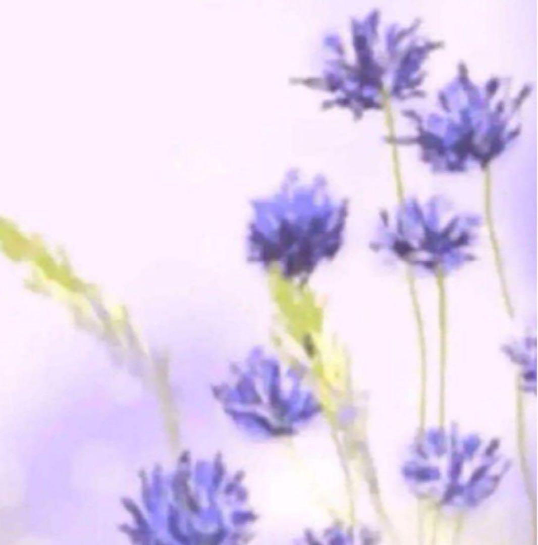 ｍｉｅ3199 S コラゲリード