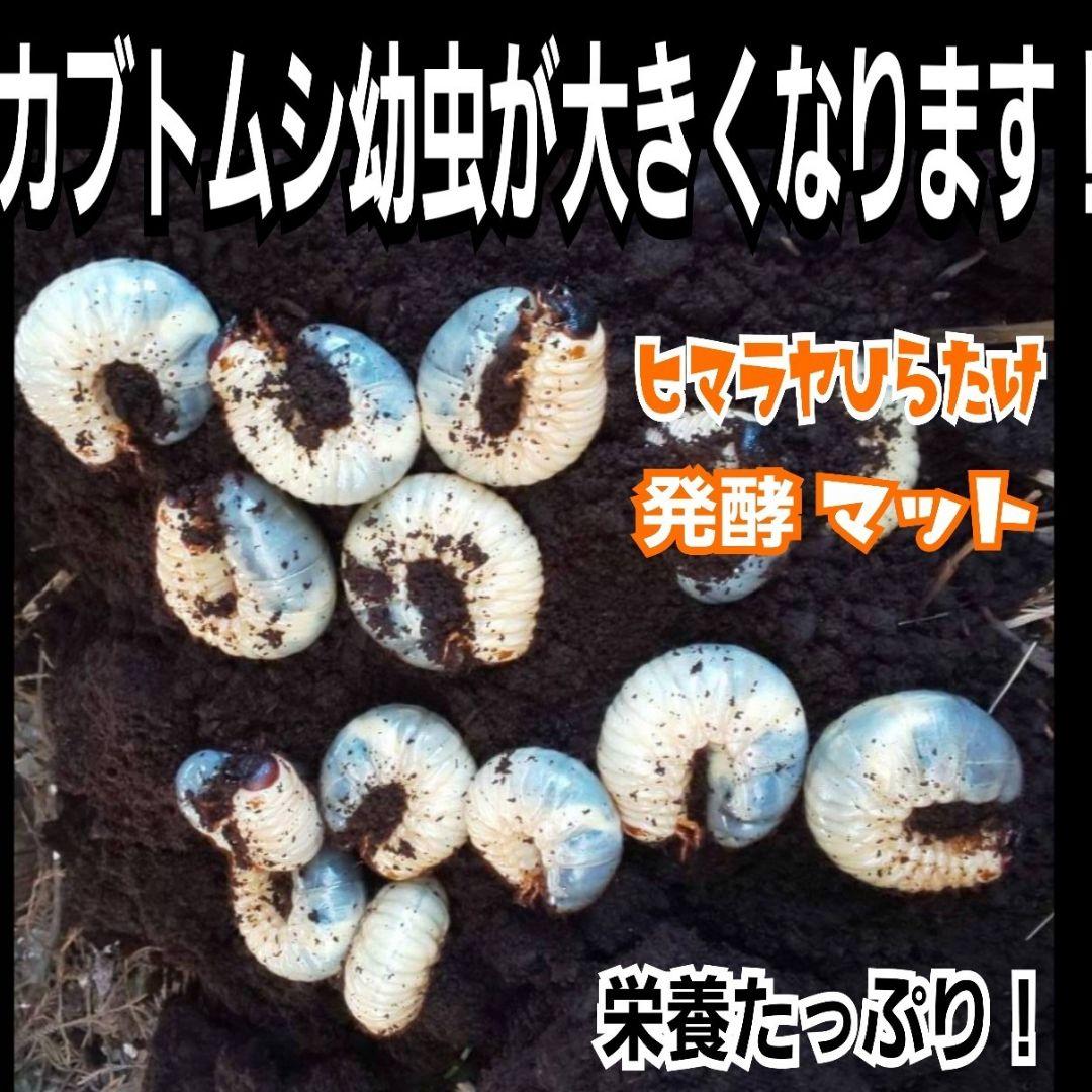 カブトムシ幼虫の餌　大きくなる！発酵マット【6袋】雑虫が湧きません！すぐ使える