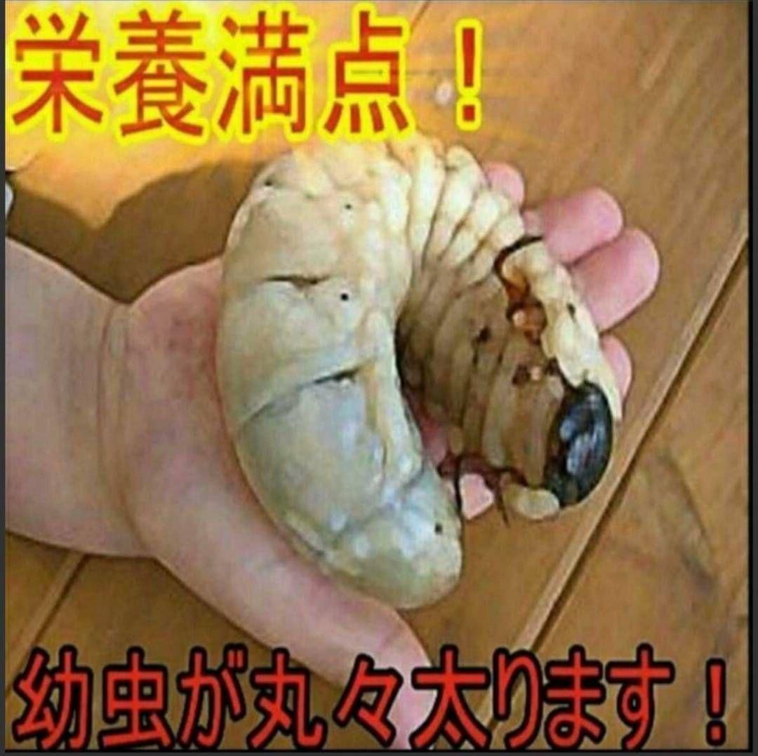 カブトムシ幼虫の餌　大きくなる！発酵マット【6袋】雑虫が湧きません！すぐ使える