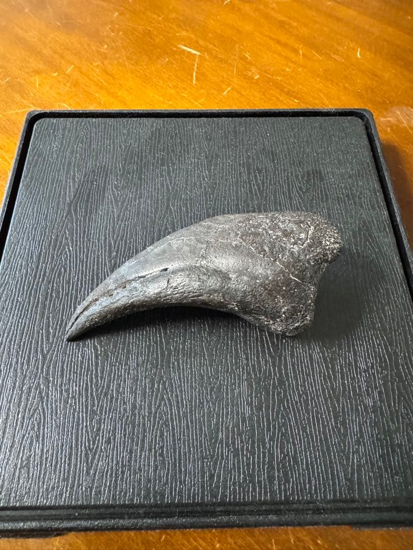アロサウルスの爪化石(フットクロー) 『megalodonさん専用』