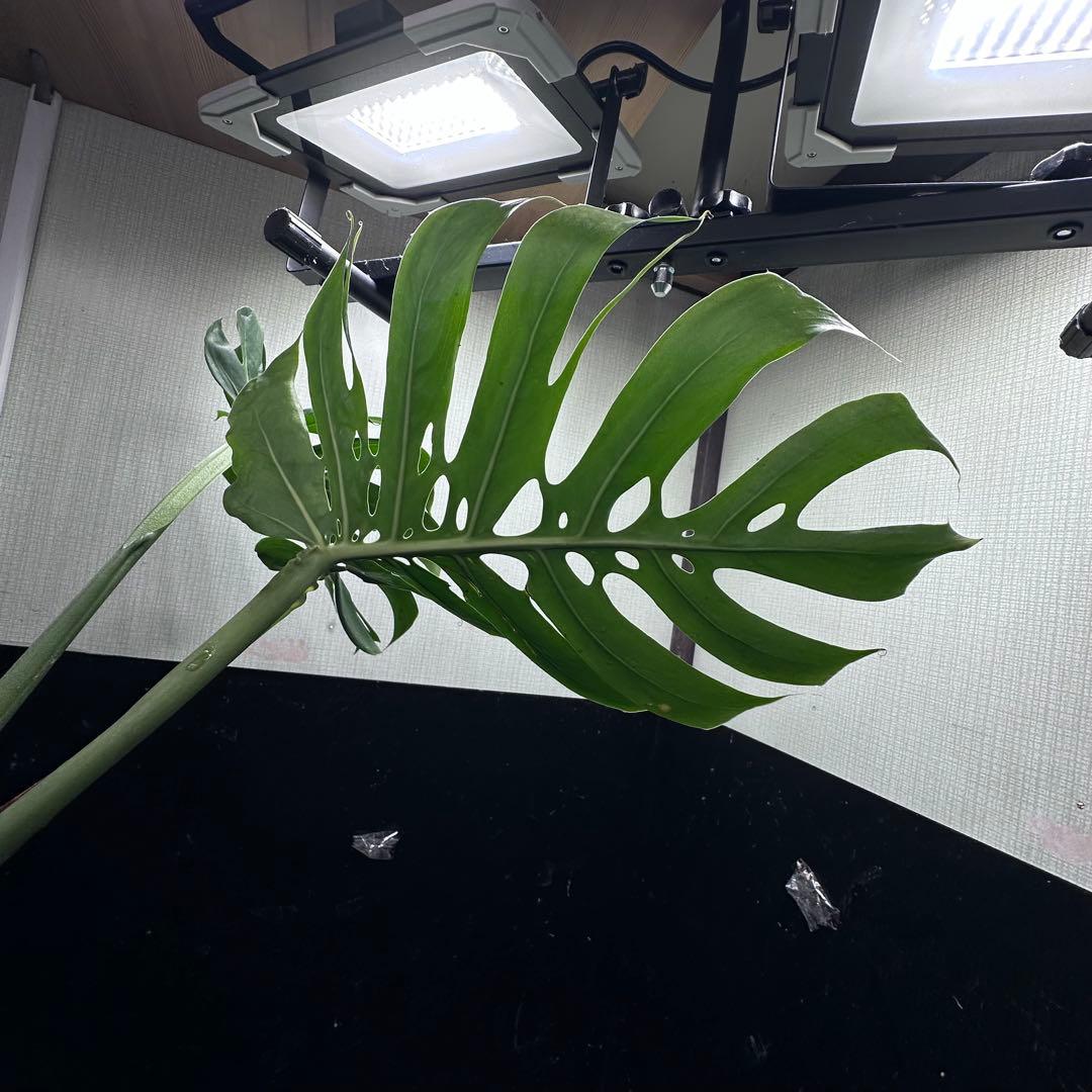a*r様 モンステラデリシオーサマクロコズム超希少系統鉢植え69㎝