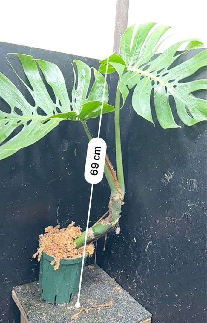 a*r様 モンステラデリシオーサマクロコズム超希少系統鉢植え69㎝