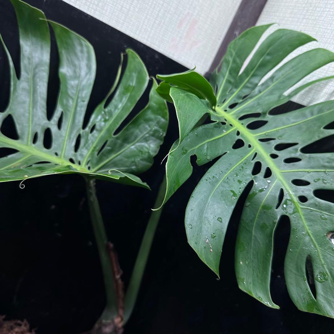 a*r様 モンステラデリシオーサマクロコズム超希少系統鉢植え69㎝