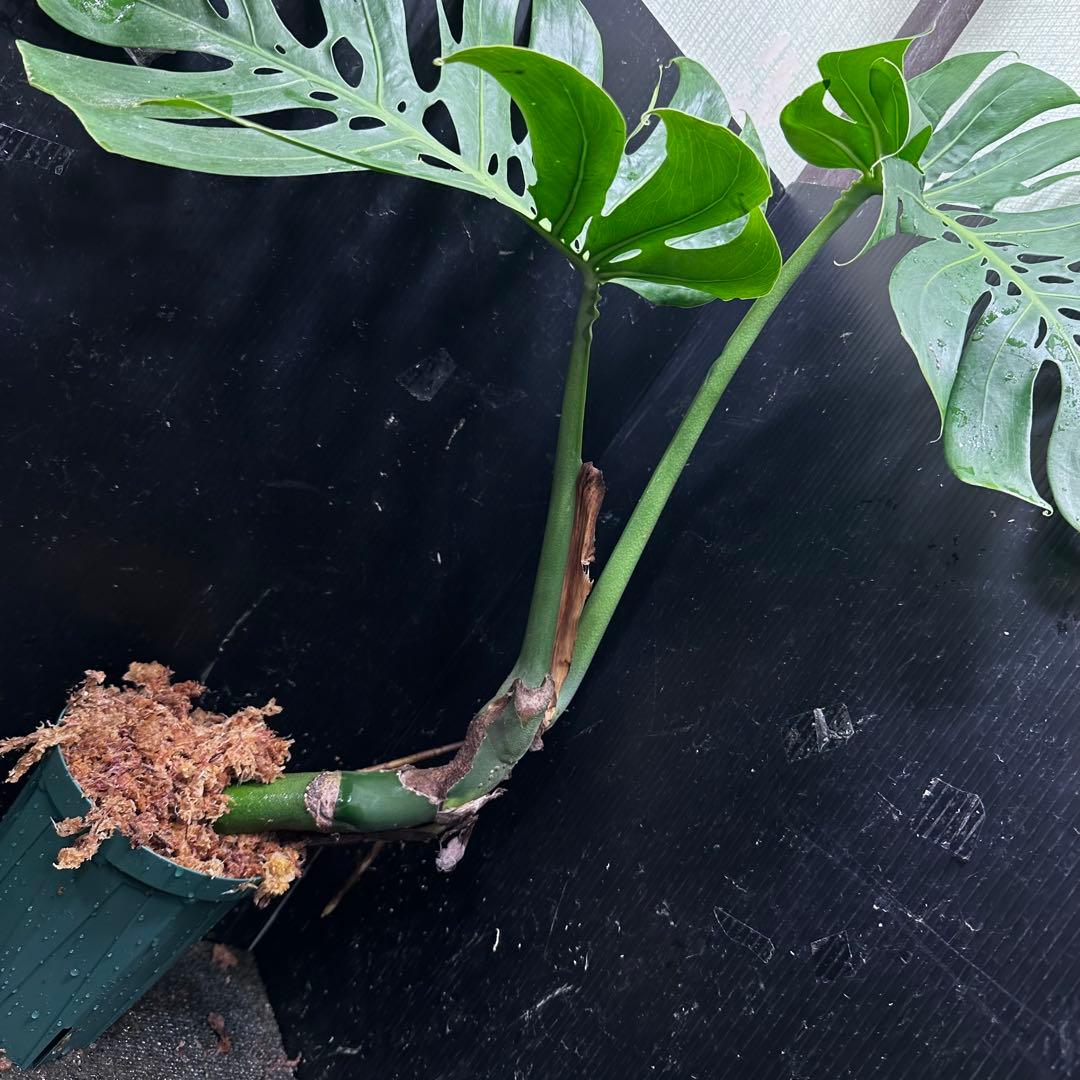 a*r様 モンステラデリシオーサマクロコズム超希少系統鉢植え69㎝