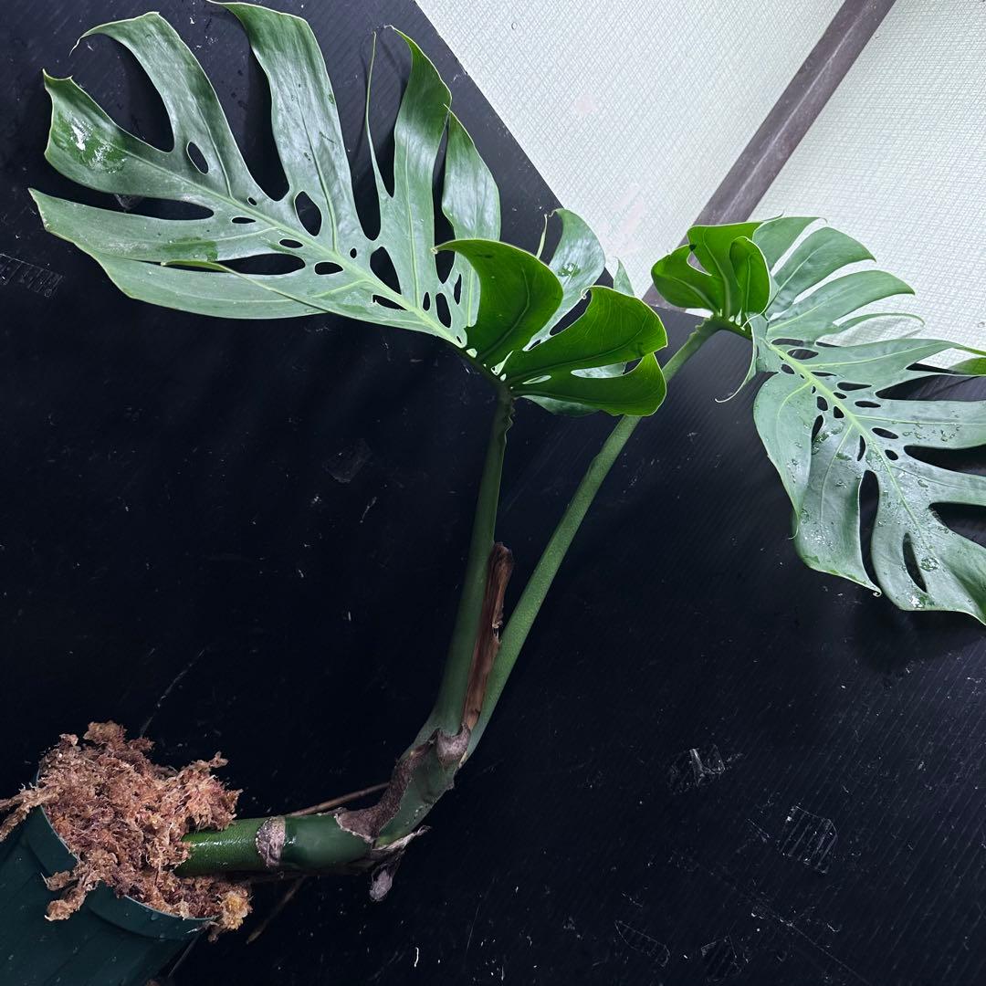 a*r様 モンステラデリシオーサマクロコズム超希少系統鉢植え69㎝