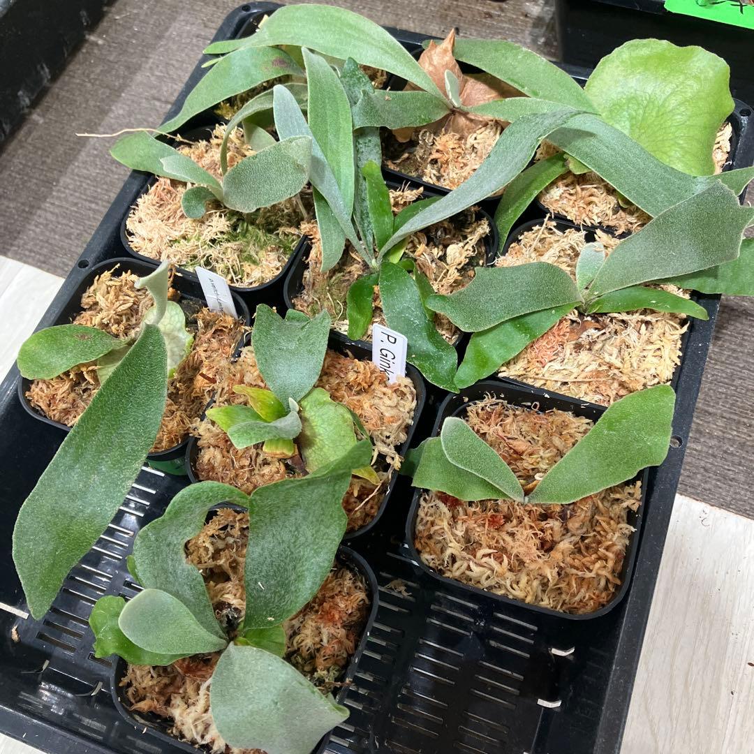 ト*ス様 ビカクシダ福袋　ラスト　10株