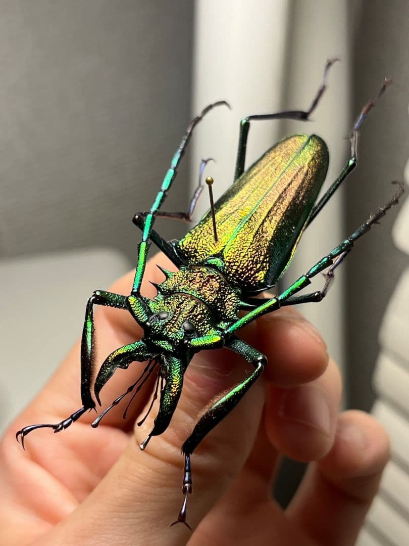 【赤緑】ルリオニカミキリ ムラサキオニノコギリカミキリ 昆虫標本