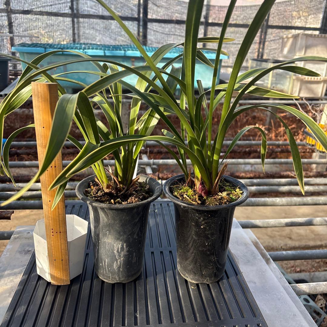 キンリョウヘン原種　2鉢セット　花芽計6付き