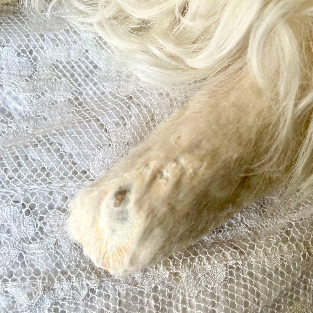 【美品】パジャマドッグ　LOU LOU フランスアンティーク　ドール　ジュモウ犬