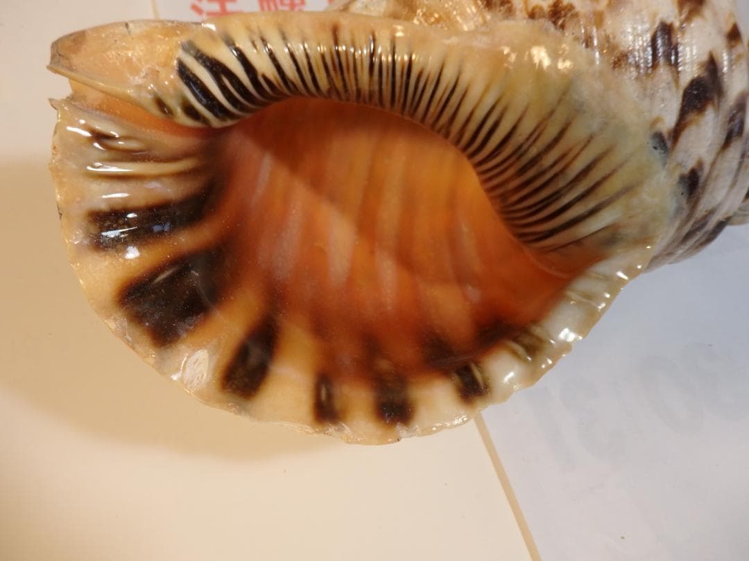 法螺貝 約40㎝ 木製歌口,新品 MH-475