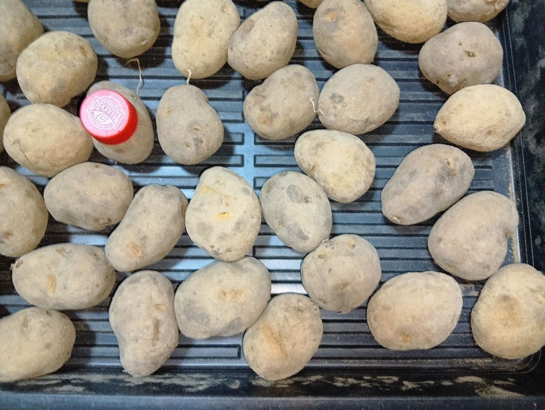 10kg m134 インカのめざめ 種芋