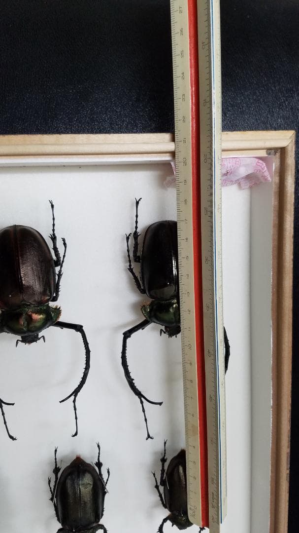 コレクションシリーズヤンソニーテナガ