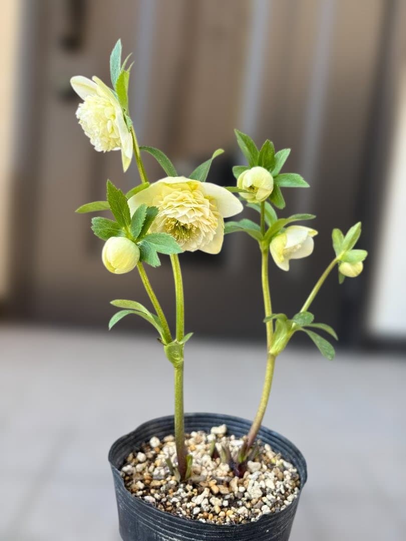 認定　ホワイトアフロディーテ　クリスマスローズ開花株