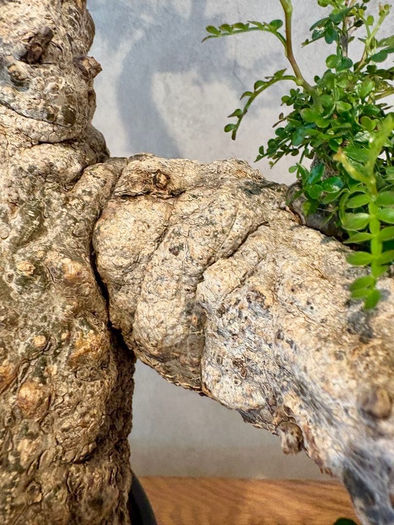 【お正月セール　塊根１５cm】オペルクリカリア　パキプス　発根済み