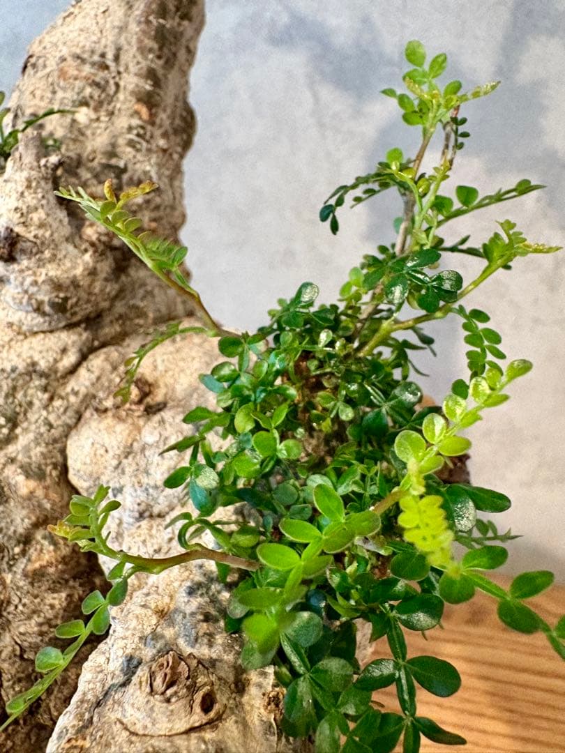 【お正月セール　塊根１５cm】オペルクリカリア　パキプス　発根済み