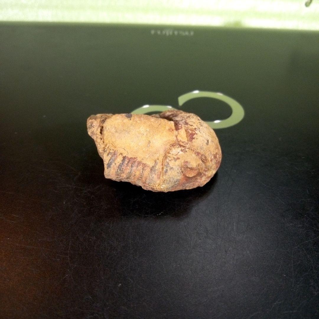 三葉虫　化石　fossil　ボリビア産　trilobite　ノジュール判別②
