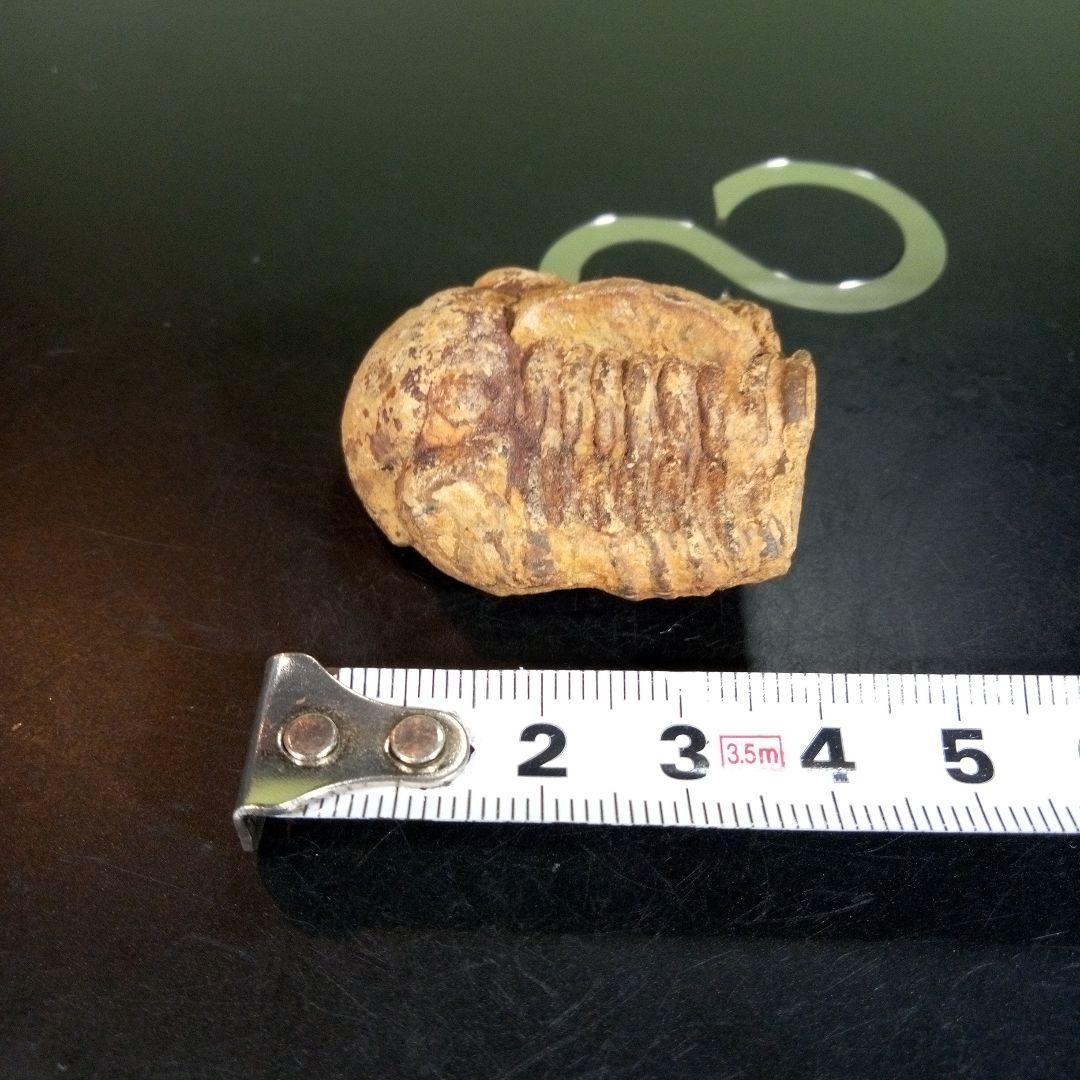 三葉虫　化石　fossil　ボリビア産　trilobite　ノジュール判別②