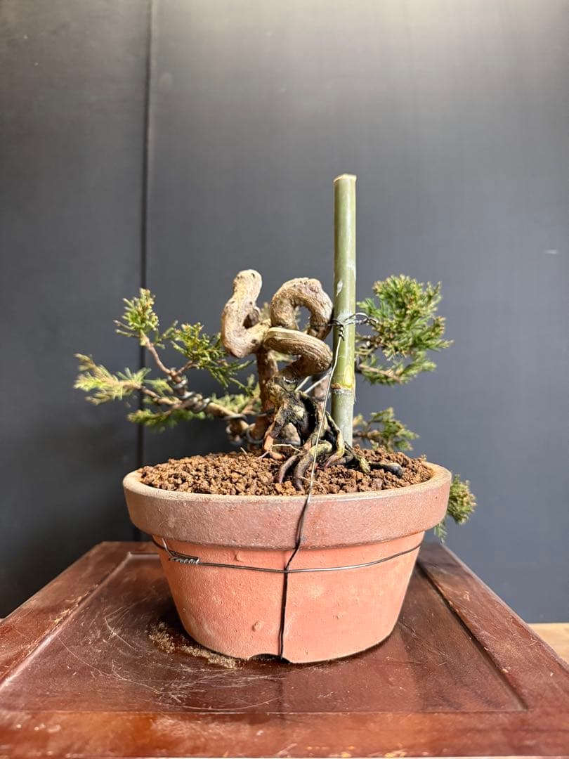 タクボマサヒロ様糸魚川真柏捻転根上がり盆栽素材　希少