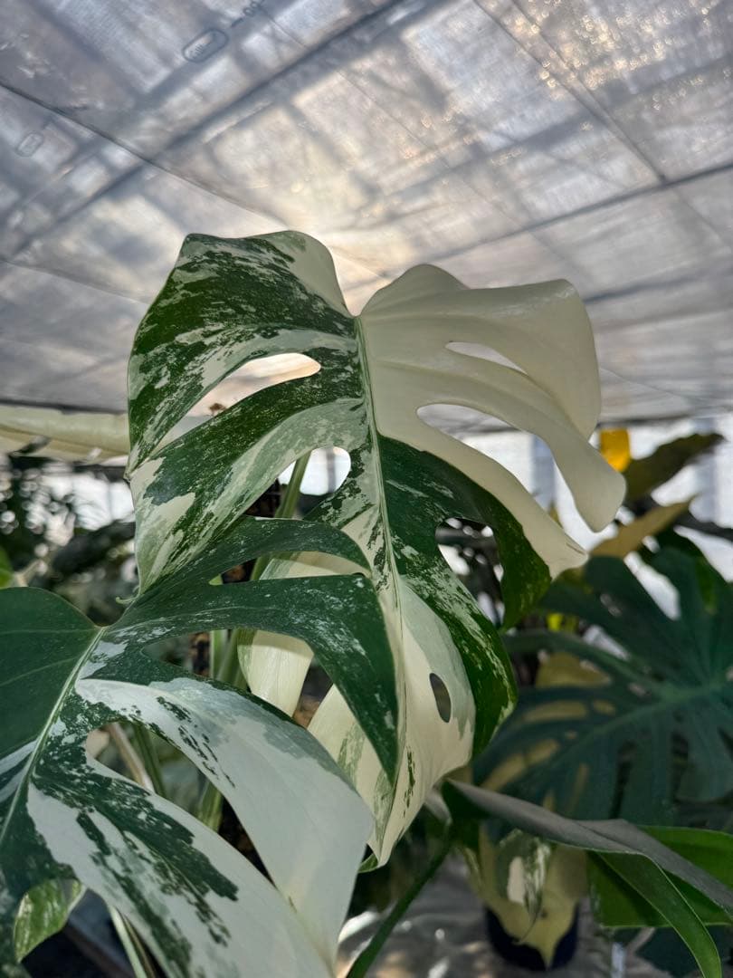 AB3モンステラ　ボルギシアナ　アルボ　白斑入り　鉢モスポール付き　高100cm