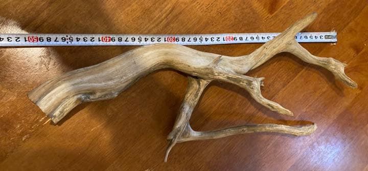 真柏　切断片５０cm大　盆栽　しんぱく　天然木