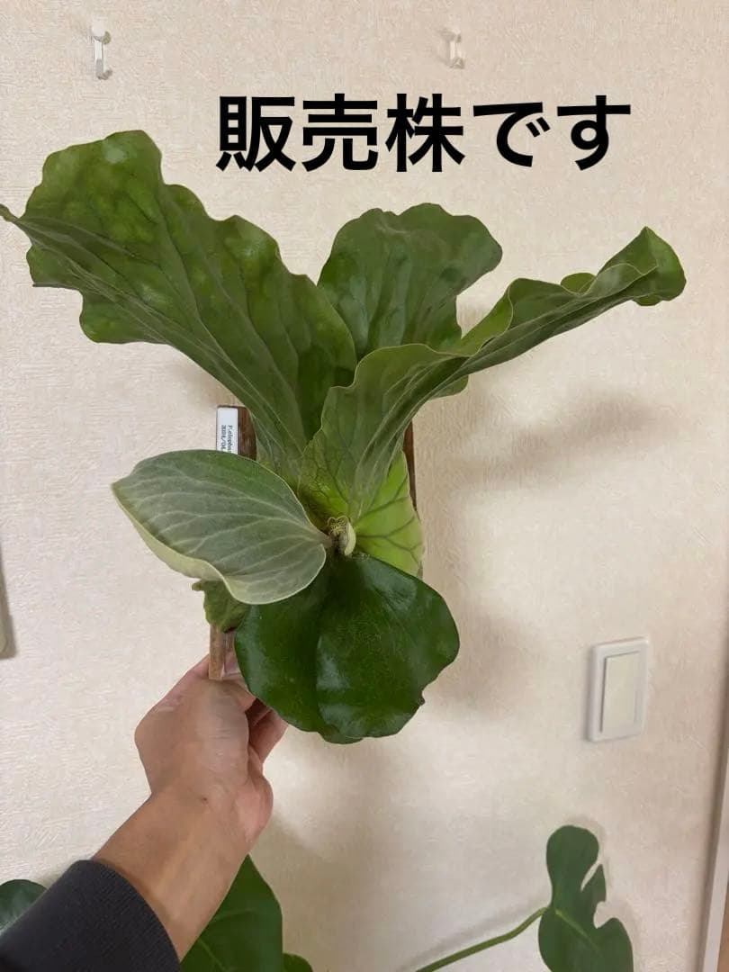 ビカクシダ アンゴレンセ エレファントティス