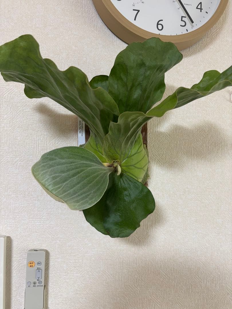 ビカクシダ アンゴレンセ エレファントティス