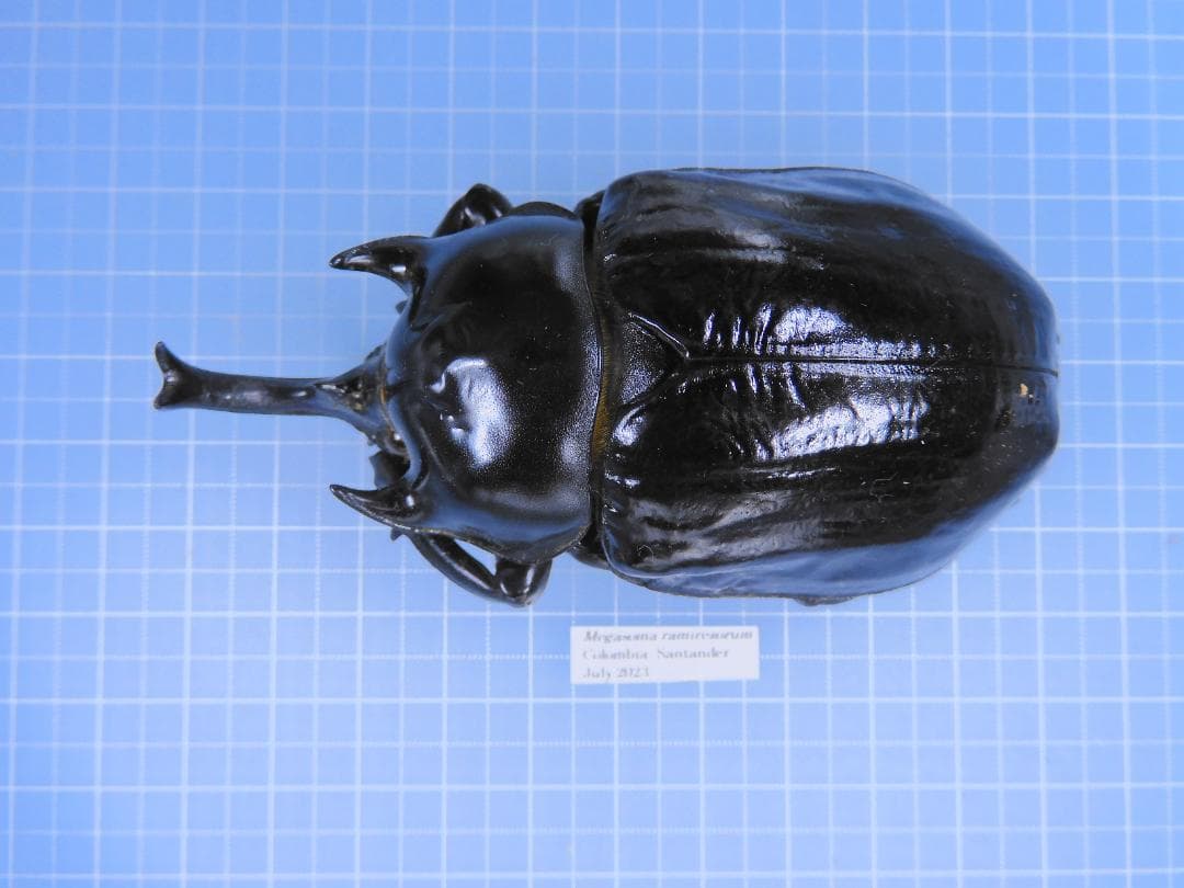 コロンビア産　ラミレスゾウカブト　89mm