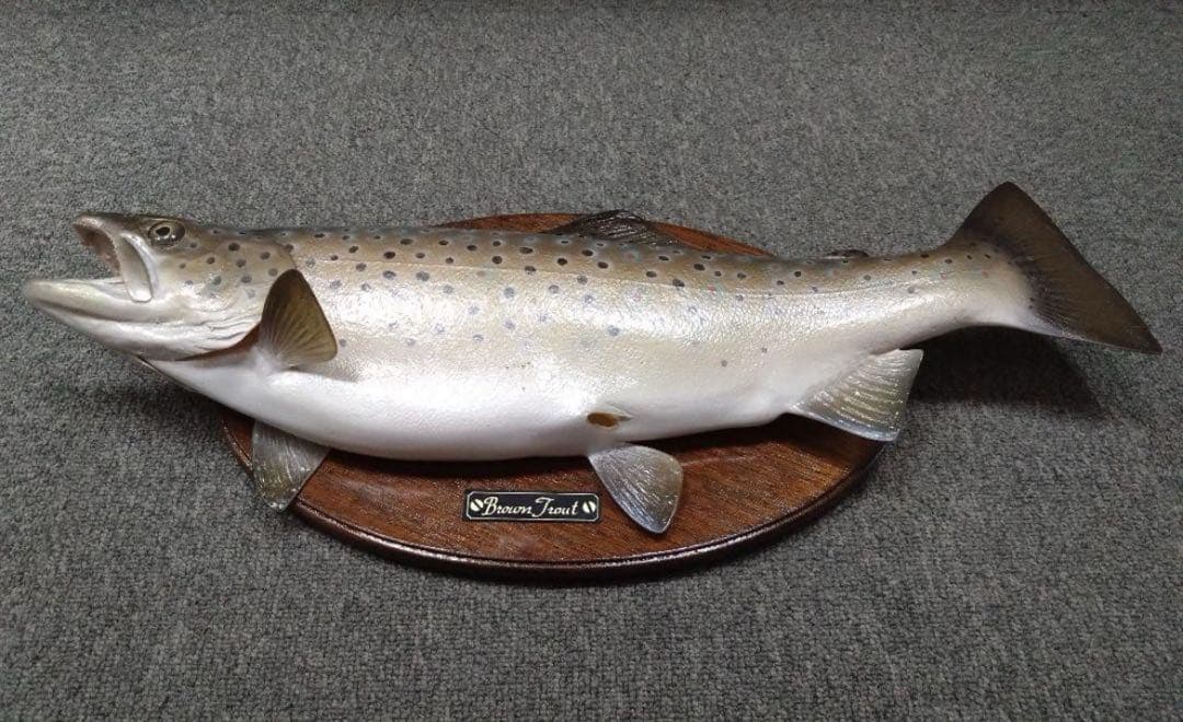 ブラウントラウト　レプリカ　剥製　壁掛け