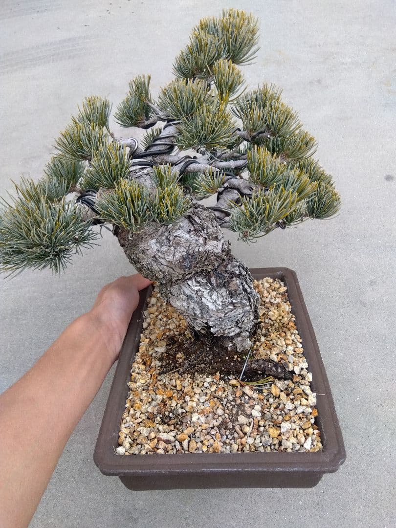 五葉松　盆栽　極太❗良樹形❗8号陶器鉢つき　ゆ