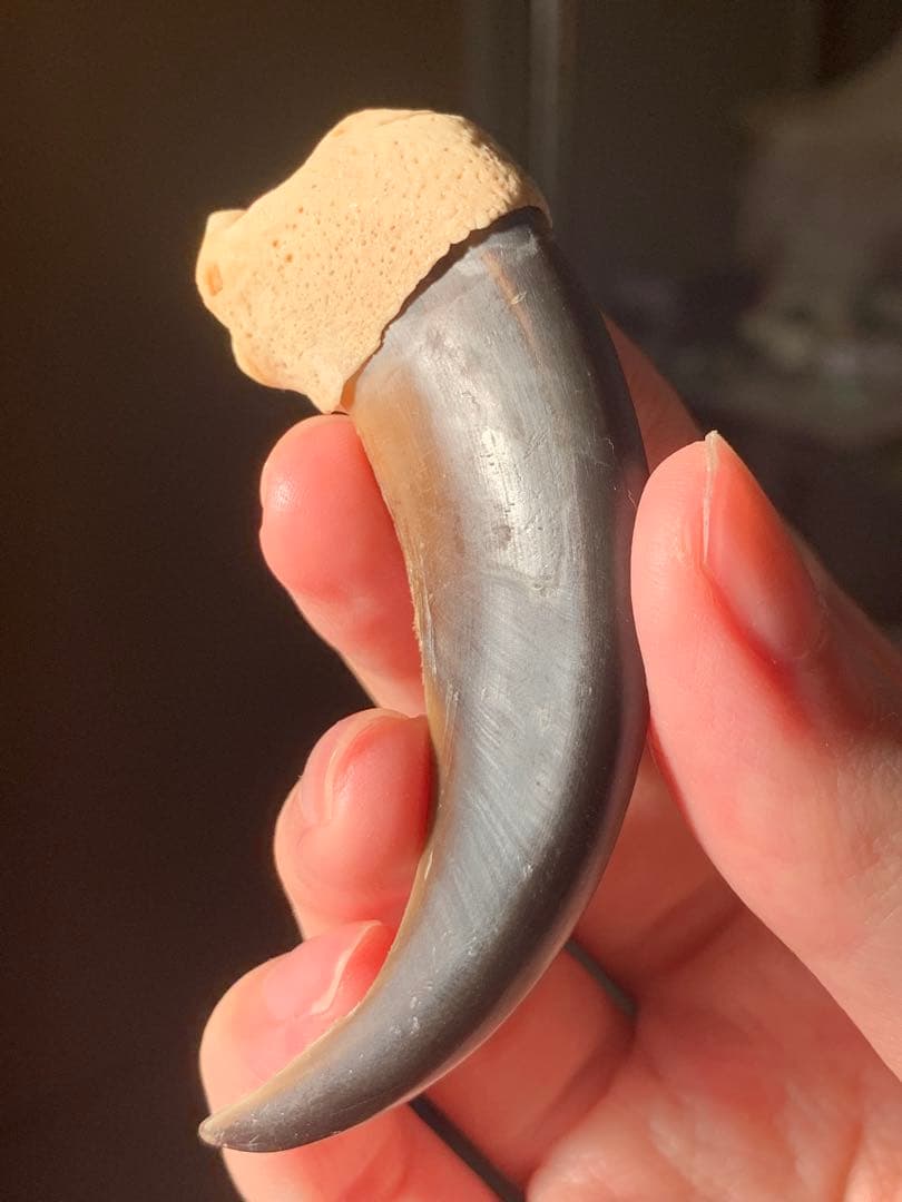 巨大　ヒグマの爪　北海道　アイヌ　根付　骨格標本　お守り　魔除け　開運　金運